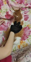 Nuevo cepillo para mascotas guante peine aseo de gatos muda de piel de la mascota de guantes peine en forma de mano guante de limpieza de mascota peine para perros y gatos