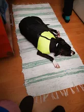 Coat Jacket Puppy-Vest Dogs Waterproof Winter Medium Pet-Dog Zipper Small Large Warm