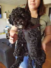 Dog-Carrier-Bag Dog-Backpack Puppy Kangaroo Travel Breathable Out Benepaw Front 6-Colors