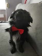 Necklace Bow-Ties Pet-Supplies Dogs-Accessories Puppy Cat-Collar Adjustable-Strap Pet-Dog