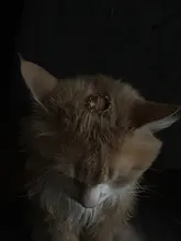 DIEZI-Conjunto de anillos para articulaciones estilo Hip Hop para mujeres y niñas, sortijas bohemias, Color dorado, Estilo Vintage