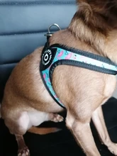 Seat-Belt Harnesses Stunt Puppy Bull Small-Pet Terrier Printed Dogs Chihuahua Shih Tzu