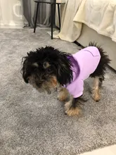Autumn Winter Pet Dog Clothes for Dogs Hoodie Cotton Dog Coat Jacket Puppy Pet Clothing