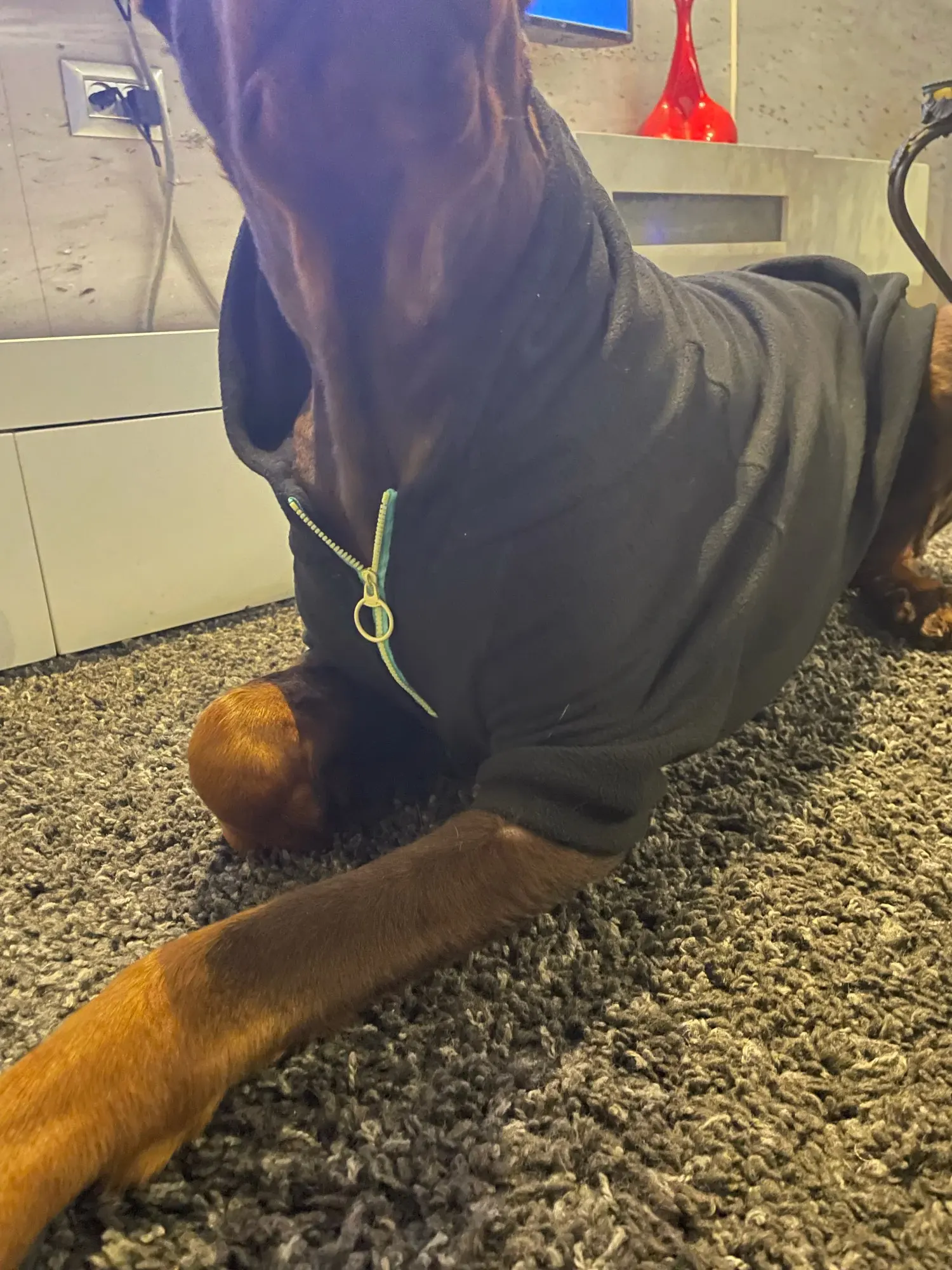 Warm Winter Fleece Hoodies for Dogs photo review
