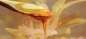 

Orange Honey (Azahar) (Extremadura)