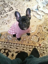 Dog-Dress Dogs-Skirt Yorkshire Summer Chihuahau Dot 