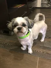 Collar LED de nailon para mascotas, fluorescente y luminoso, suministros para mascotas, correa de seguridad nocturna intermitente de seguridad que brilla en la oscuridad