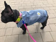 Dog-Vest Jacket Apparel Jeans Puppy Small Dogs Yorkshire Terrier Denim For Chihuahua