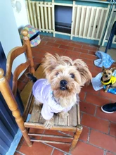 Cute Pet Dog Clothes Puppy sweater T-shirt Shirt Cute Rainbow printing Pajamas Cat 