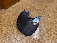 Electronic Cat Toy 3D Fish Electric Simulation Fish Toys for Cats Pet Playing Toy cat