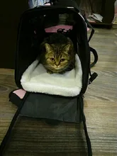 Dog-Carrier-Bags Airline Pet-Cat-Dog-Backpack Portable Cats Small Dog for Approved