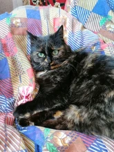 Collar de nailon con lazo para perro y gato, para mascota, con lazo, Color caramelo, 1 unidad