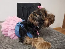 Summer Dress Jean Skirt Dog-Pets Dogs Chihuahua for Puppy-Clothing XS-L