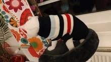 Ropa con patrón de moda para gatos, Linda sudadera de Reno para gato Sphinx, disfraz cálido de invierno para Kindi, sudadera de tejido de punto Mascotas