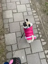 Dog Cat Winter Warm Coat Jacket Dress Pet Puppy Hoodie Winter Warm Clothes Apperal