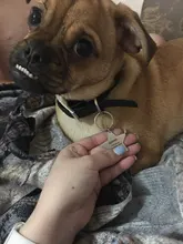 Etiquetas personalizadas para perro y gato, colgante con nombre del número de teléfono, Collar, accesorios para mascotas, pentagrama