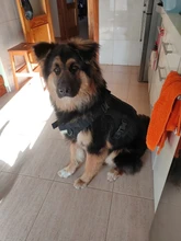 Conjunto de arnés y correa para perro táctico, chaleco para perro grande con hebilla de Metal, Pastor Alemán, arnés duradero para mascotas para entrenamiento de perros pequeños y grandes