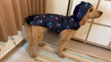 TOMEPETS impermeable para perro mascota de dibujos animados Adorable ropa suave ligero impermeable para grandes, medios de perro con capucha