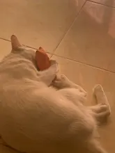 Cat Toy Catnip-Toys Claws Mint Grinding Pet-Kitten Interactive Plush Funny for Thumb-Bite-Cat