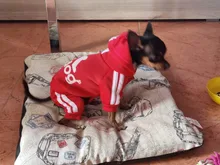 Costume Puppy-Outfit Dogs French Bulldog Chihuahua Pug-Pets Small Medium for Pet-Jumpsuit
