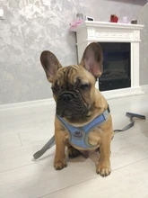 Arnés tipo chaleco sin tirones para perro, correa reflectante para perro pequeño y collar para terrier schnauzer Gato, suministros de entrenamiento para caminar, chihuahua