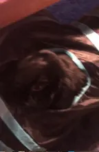 Pet-Toys Tunnel-Tube Cat Kitty Rabbit Collapsible Puppy Indoor Bored 2/3/4-5-way