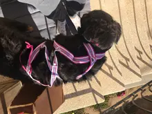 Harness Pet-Agility-Products Pet-Training Reflective Dog-Weight Walking for Padded-Nylon