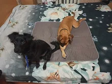 Pet-Pee-Pads Bed Dog Waterproof Large-Size Reusable Mattress-Protection Wetting Fast-Absorbing