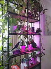Grow-Light Lamps Timer Flowers Desktop-Clip LED Phyto Full-Spectrum For Plants DC5V USB