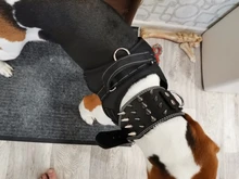 Pet-Dog-Collar Studded Wide-Spikes Doberman Pitbull 3inch for Large Breeds Pitbull/Doberman/M/..