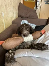 Dog-Toys Puppy Squeak Chew-Cleaning Plush Pet-Resistance Cat Cartoon Cloth Linen 33cm