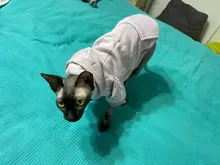 Warm Pet Clothes For Cats Clothing Autumn Winter Clothing for Cats Coat Puppy Outfit