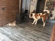 Dog Toys Puppy Pet Play Chew Toys Chicken Legs Plush Squeaky Toy For Dogs Cats Pets Pet