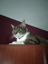 Colgante de corazón y Cascabel para gato, Collar de seguridad elástico ajustable con Material de terciopelo suave, producto para mascotas, collar para perros pequeños