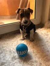 Puppy-Toys Dog-Toy Pet-Supplies Rubber Funny Tooth Soft 1pc Pawstrip Diameter-7cm Colorful-Ball