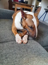 Puppy-Toys Chew-Game Dental-Care Dogs Dog-Bone Benepaw Small Natural Large Medium Pet