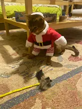 Costume Cat Jacket Christmas Dogs Small Santa-Claus Winter Large for Funny Dog-Coat Warm