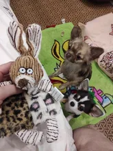 Anillo de papel de perro de juguete con chirrido para perros pequeños Chihuahua Limpieza de dientes de perro juguetes para mascotas accesorios para perros zabawki dla psa