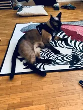 Arnés y correa reflectantes para gato, ropa transpirable a prueba de Escape para mascotas, chaleco ajustable de fácil Control