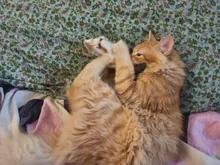 Doll-Pillow Cat-Toy Cat Mint Simulation-Fish Grass-Carp Funny New Pet-Molar