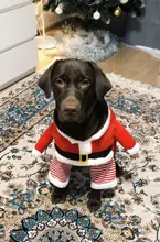 Costume Cat Jacket Christmas Dogs Small Santa-Claus Winter Large for Funny Dog-Coat Warm