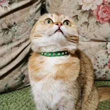 Puppy-Neck-Strap Cat-Collar Kitten-Accessories Rhinestone Luxury Small Rivet 
