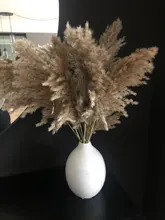 Dried-Plants Pampas-Grass Wedding-Flower Bunch Raw-Color Natural Phragmites 20pcs Communis