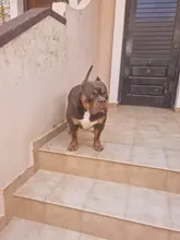 Bozal de silicona suave para perros pequeños, medianos, grandes y x-grandes, cesta transpirable, para mordeduras y ladridos