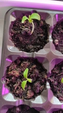 Phyto-Lamp Flower Grow-Light Seedlings Full-Spectrum E27 LED Goodland 