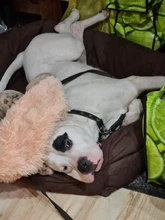 Alfombra de perro de peluche largo, redonda, suave y esponjoso, cama para gatos durmiendo, manta, cojín para mascotas, colchón para gatos, almohadilla para perros pequeños y medianos, suministros para mascotas