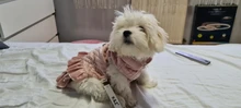 Warm Pet Dog Dress Vest Jacket For Dogs Cats Winter Chihuahua Yorkies Clothes Maltese