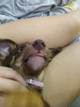 Pawstrip-Collar de piel sintética con diamantes de imitación para perro pequeño, 5 colores, Chihuahua, Yorkie, osito, mascotas, S/M