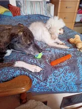 Puppy Chew Rope Ball Training-Tool Pet-Dog-Toys Molar Funny Teeth-Clean Outdoor Cotton