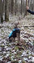 Vest Jacket Dogs-Harness Dog Coat Reflective Waterproof Outfit Large Thick with Fur-Collar